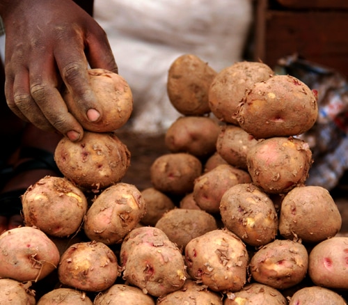 Close up potato land for sale, Uganda Africa by Sarit Saliman